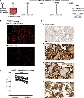 Human Cytomegalovirus Infection Changes the Pattern of Surface Markers of Small Extracellular Vesicles Isolated From First Trimester Placental Long-Term Histocultures